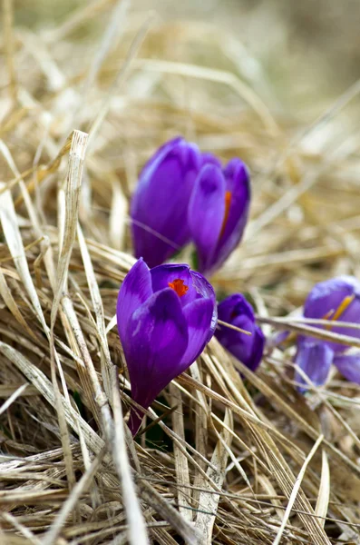 Flores Croco Primavera Fundo Natural Foco Seletivo — Fotografia de Stock