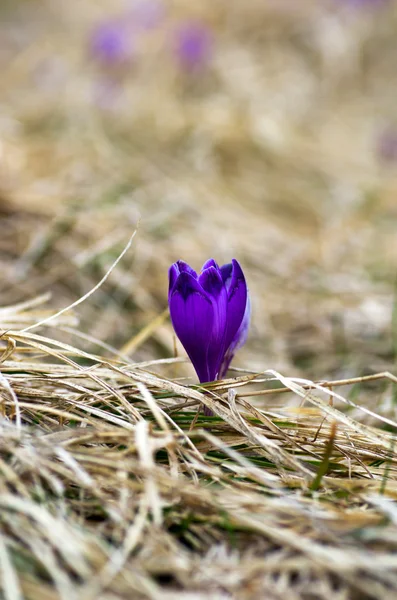 Frühlingskrokusblüten Auf Natürlichem Hintergrund Selektiver Fokus — Stockfoto