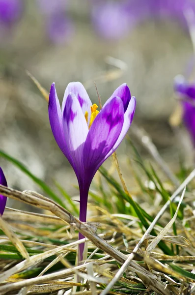 Frühlingskrokusblüten Auf Natürlichem Hintergrund Selektiver Fokus — Stockfoto