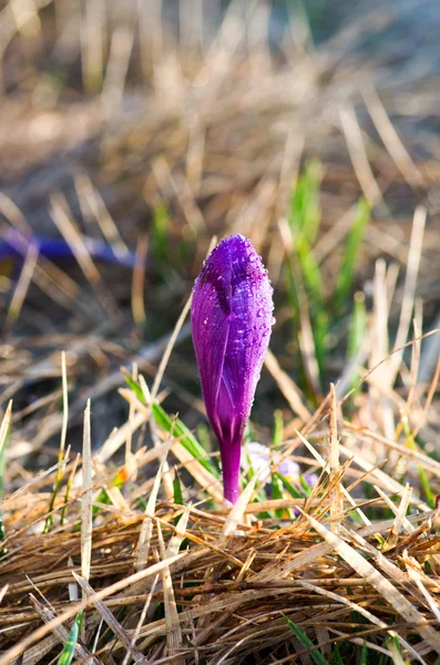 自然背景上的番红花春花 选择性的焦点 — 图库照片