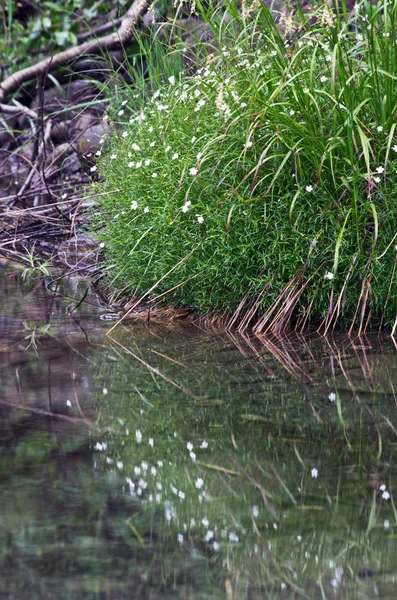 Erba Verde Canneta Acqua Con Riflesso — Foto Stock