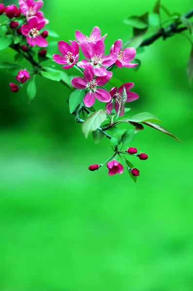 クローズ アップの桜春の美しい花 自然な背景 ソフト フォーカス — ストック写真