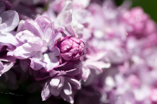 Blooming lilac flowers. Abstract background. Macro photo