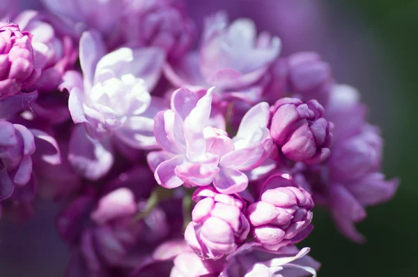 Blooming Lilac Flowers Abstract Background Macro Photo — Stock Photo, Image