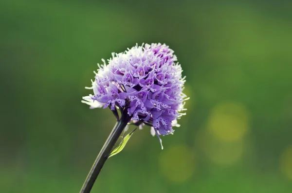 Close Das Flores Algum Allium Com Borboleta — Fotografia de Stock