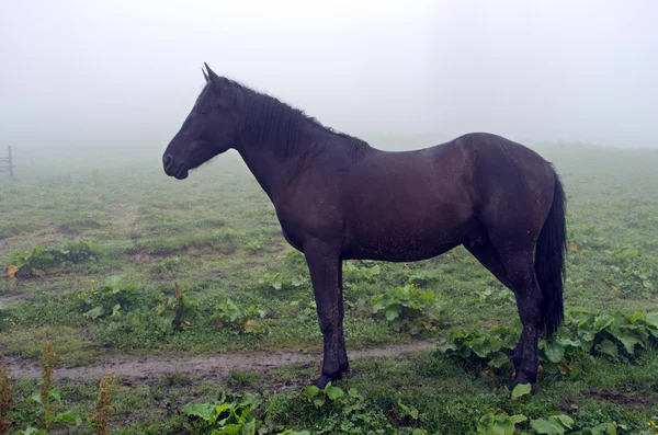 Névoa matinal com cavalos em uma fazenda — Fotografia de Stock