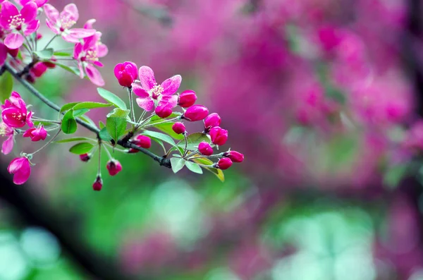 Nahaufnahme Kirschblüte Schöne Blume Frühling Natürlicher Hintergrund Weicher Fokus Stockbild
