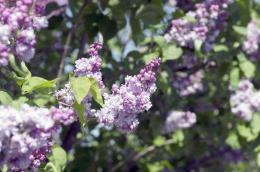 Eflatun çiçekler çiçek açmış. arka plan. Makro fotoğraf.