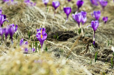 Doğal zemin üzerine bahar bitkisi çiçeği. Seçici odak