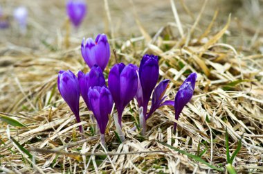 Doğal zemin üzerine bahar bitkisi çiçeği. Seçici odak