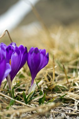 Doğal zemin üzerine bahar bitkisi çiçeği. Seçici odak