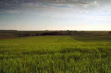 Buğday tarlasında parlak gün batımı.