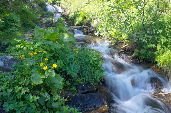 Berg Fluss im Sommer. Karpathien-Berg. — Stockfoto