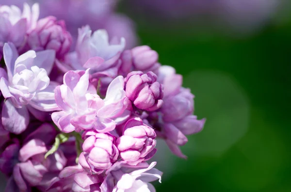 Fiori lilla in fiore. Sfondo astratto. Macro foto . — Foto Stock