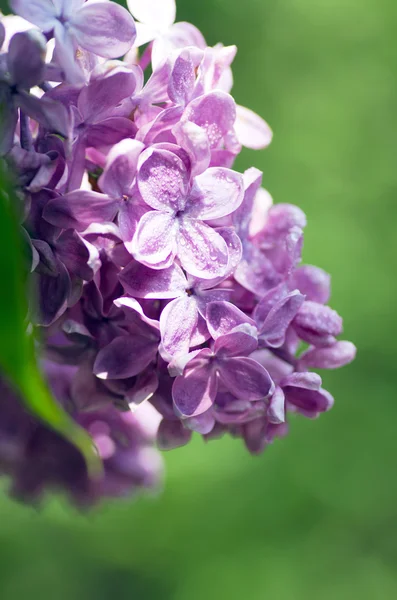 Blooming lilac flowers. Abstract background. Macro photo. — Stock Photo, Image