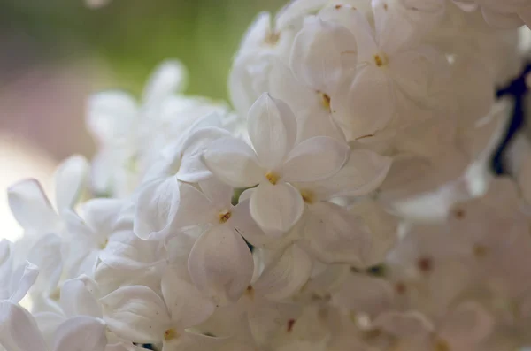 Flores lila florecientes. Fondo abstracto. Macro foto . — Foto de Stock