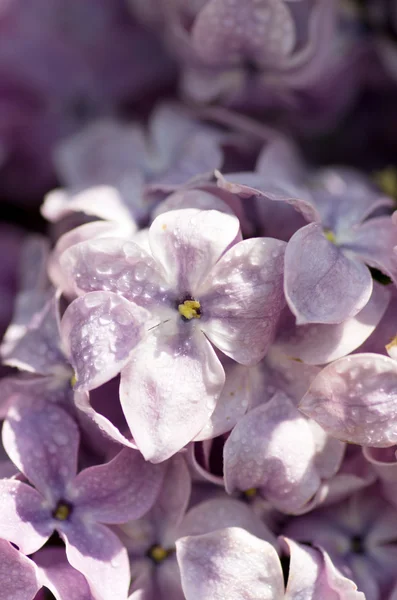 Blooming lilac flowers. Abstract background. Macro photo. — Stock Photo, Image