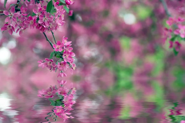 Közeli Cherry blossom szép virágos-tavaszi. Természetes hát — Stock Fotó