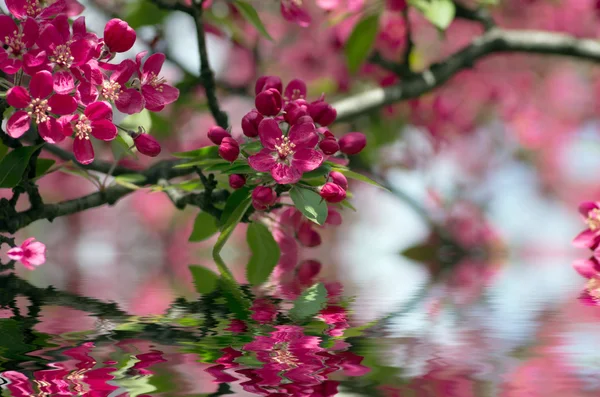 Close-up Cherry blossom Beautiful Flower in spring. Natural back — Stock Photo, Image