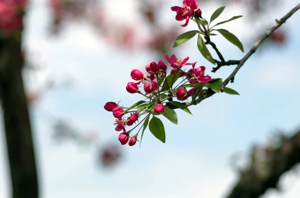 Nahaufnahme Kirschblüte schöne Blume im Frühling. natürlicher Rücken — Stockfoto