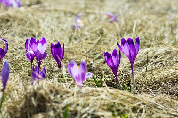 Frühlingskrokusblüten auf natürlichem Hintergrund. Selektiver Fokus — Stockfoto