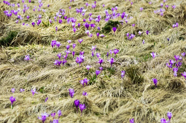 Wiosna Kwiaty Krokus na naturalne podłoże. Selektywny fokus — Zdjęcie stockowe