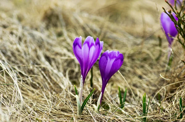 Crocus vårblommor på naturlig bakgrund. Selektivt fokus — Stockfoto