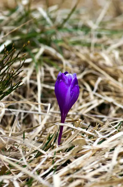 Frühlingskrokusblüten auf natürlichem Hintergrund. Selektiver Fokus — Stockfoto