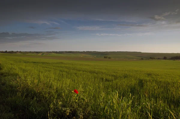Puesta de sol brillante sobre el campo de trigo . — Foto de Stock