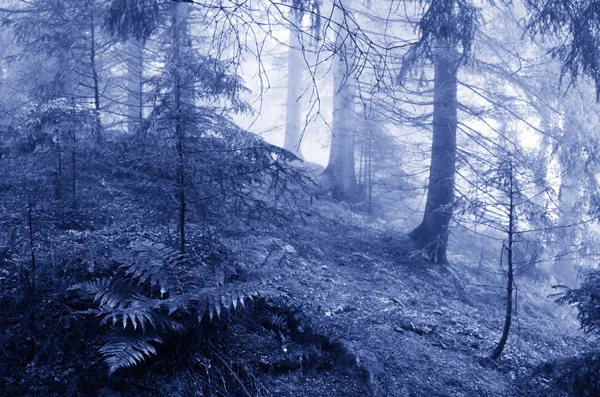 Belle Forêt Été Sentier Montagne — Photo