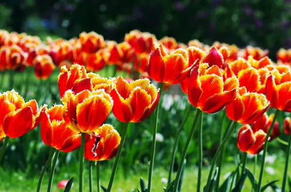 Spring background with tulips over natural background — Stock Photo, Image