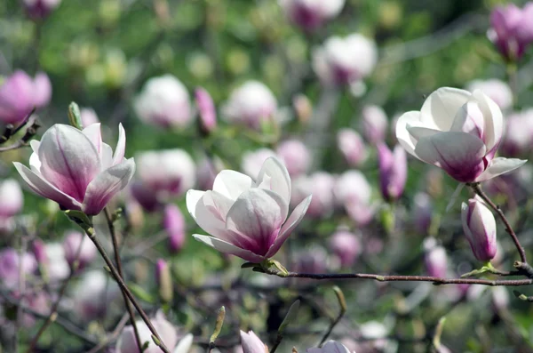 Schöne Blüten eines Magnolienbaums — Stockfoto