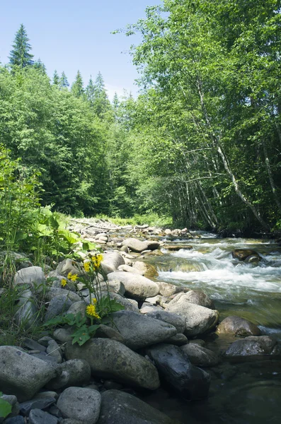 Seuil de la rivière de montagne et pierres humides — Photo