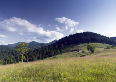 akşam Dağı Yaylası peyzaj (Karpat, Ukrayna)