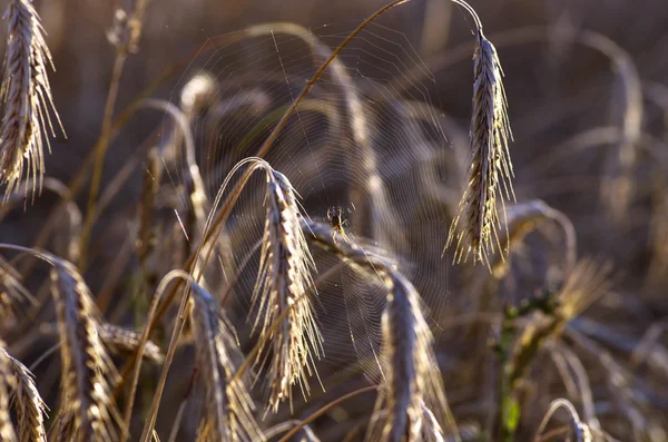 Colorful sunset over wheat field. — Stok fotoğraf