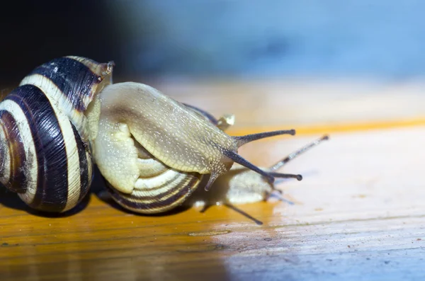 Closeup af a Yellow and Black banded Snail carrying a tiny snail — Stock Photo, Image