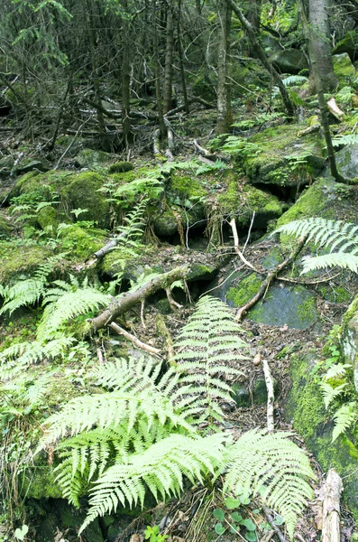 Exuberante musgo y helechos cubren el suelo del bosque . — Foto de Stock