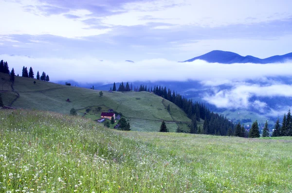 akşam Dağı Yaylası peyzaj (Karpat, Ukrayna) 