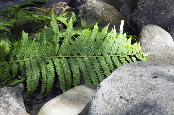 Hoja de helecho creciendo entre las rocas . — Foto de Stock