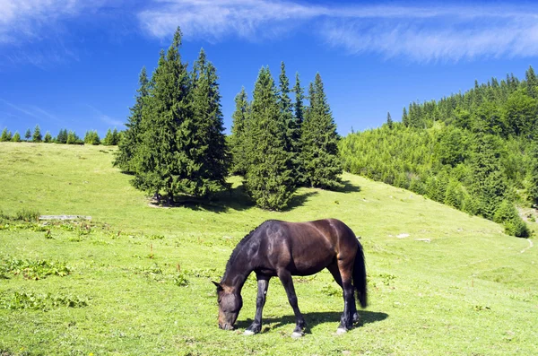 Cavalos nos Cárpatos Ucranianos — Fotografia de Stock