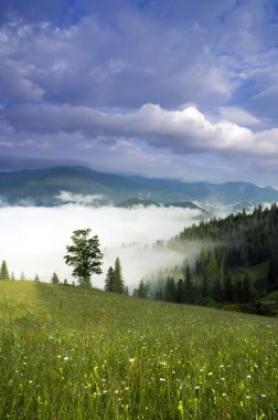 akşam Dağı Yaylası peyzaj (Karpat, Ukrayna)