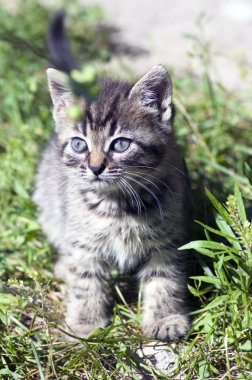 Bebek kedi kitten yatan Üstten Görünüm