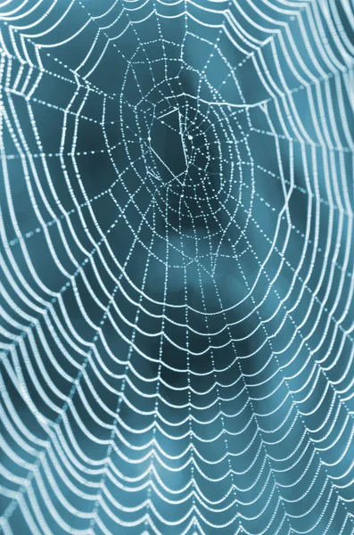 La toile d'araignée (toile d'araignée) fond de gros plan. — Photo