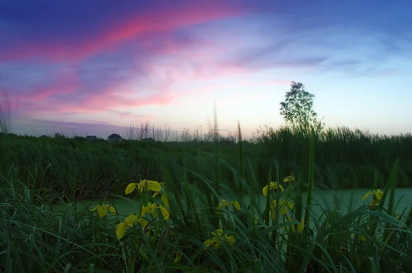 Spring landscape with yellow flower on hill and majestic sunset — Stock Photo, Image