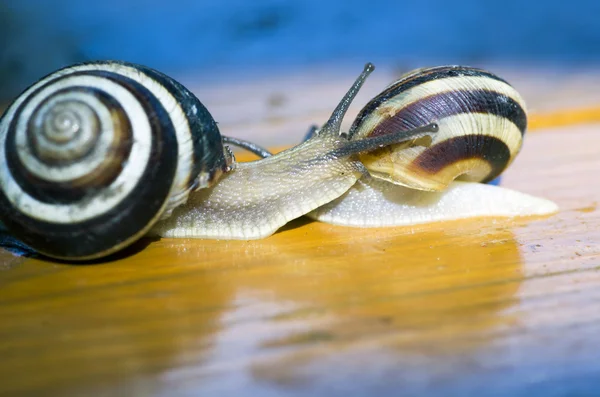 Snail — Stock Photo, Image