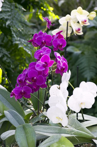 Piękny, fioletowy i biały storczyk - phalaenopsis — Zdjęcie stockowe