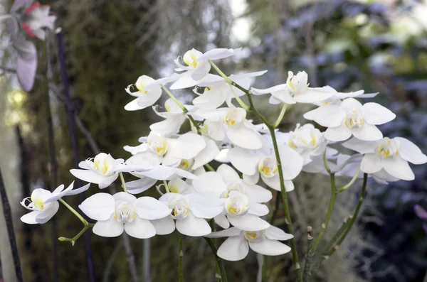 Mooie witte orchidee - phalaenopsis — Stockfoto