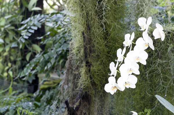 Orquídea branca bonita - phalaenopsis — Fotografia de Stock