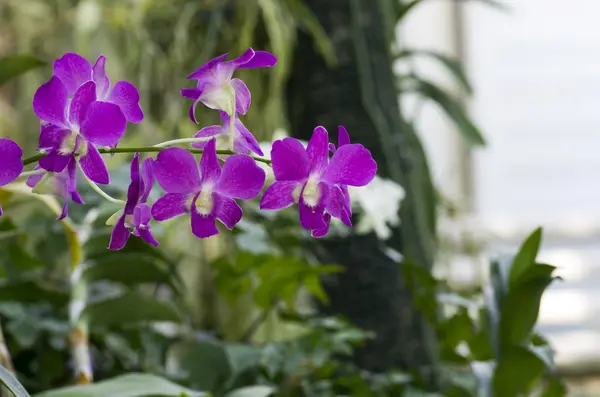 Piękna fioletowa orchidea - Phalaenopsis — Zdjęcie stockowe