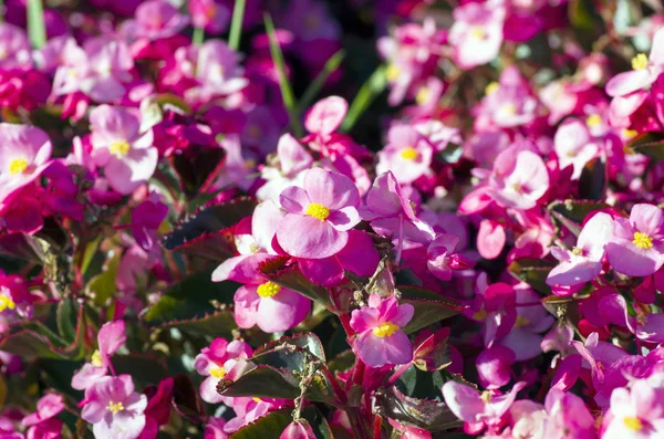 Begonia rosa — Foto de Stock